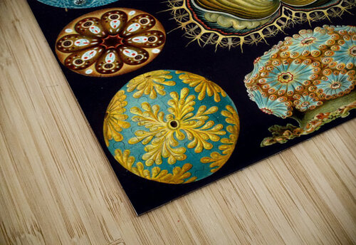 86 haeckel ascidiae TOPARTGALLERY puzzle