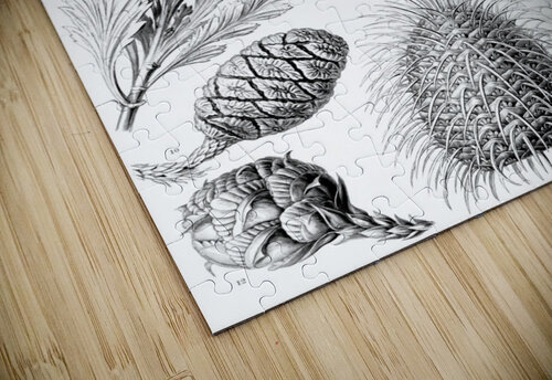 95 haeckel coniferae TOPARTGALLERY puzzle