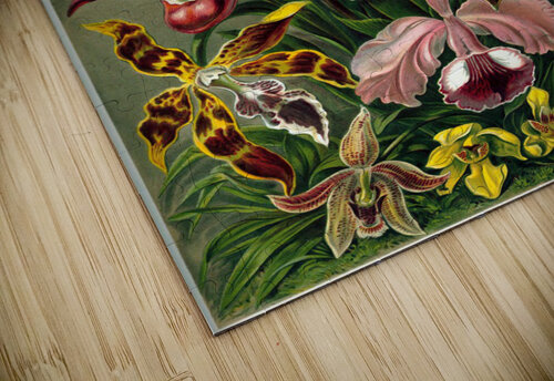 75 haeckel orchidae TOPARTGALLERY puzzle