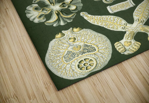 76 haeckel platodes  TOPARTGALLERY puzzle