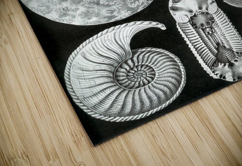 45 haeckel ammonitida TOPARTGALLERY puzzle