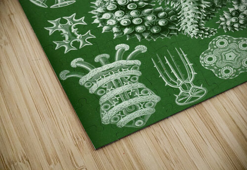 51 haeckel thuroidea TOPARTGALLERY puzzle