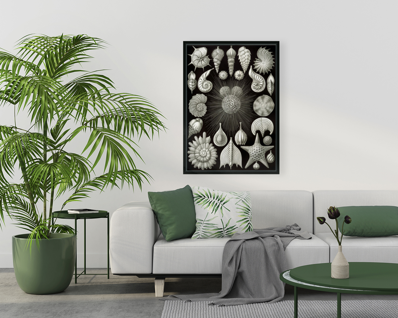 3 haeckel thalamphora Reproduction
