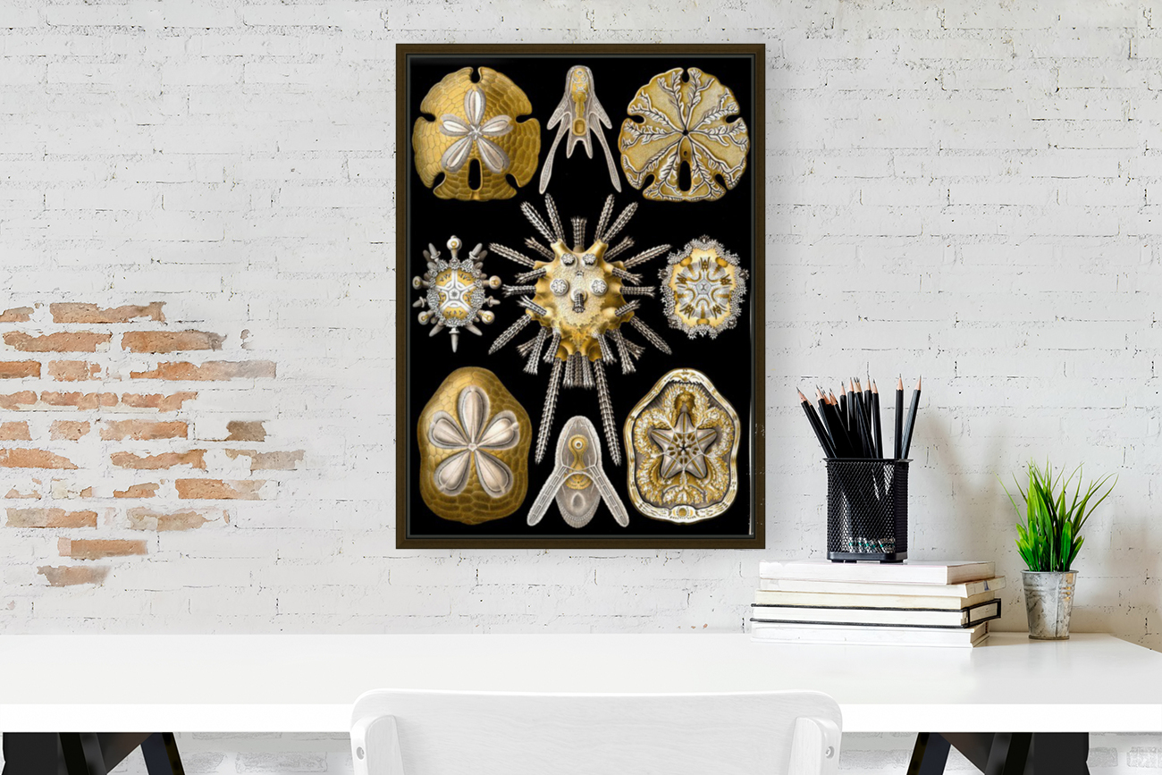 31 haeckel echinidea Reproduction
