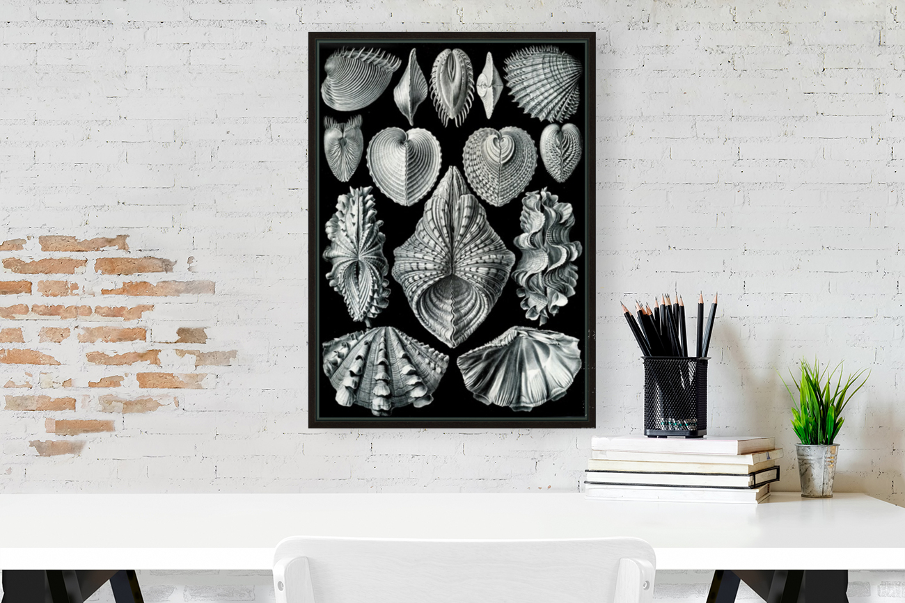 56 haeckel acephala Reproduction