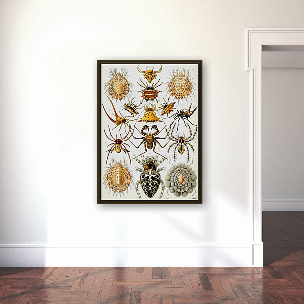67 haeckel arachnida Reproduction