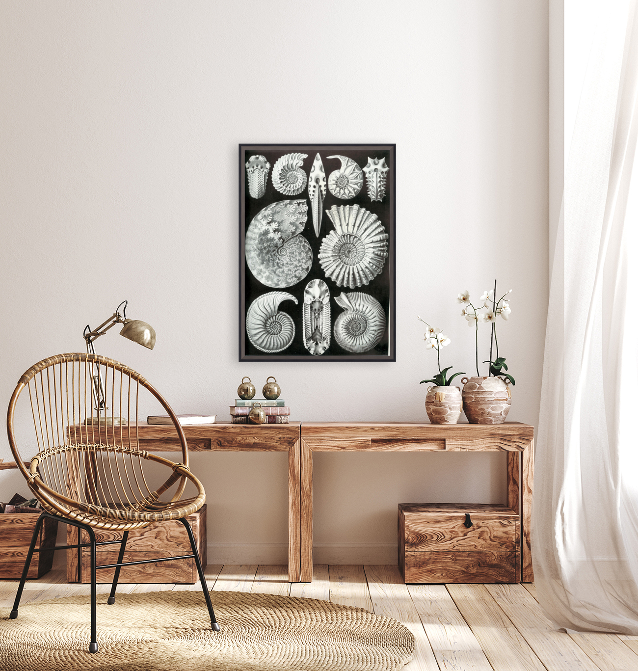 45 haeckel ammonitida Reproduction