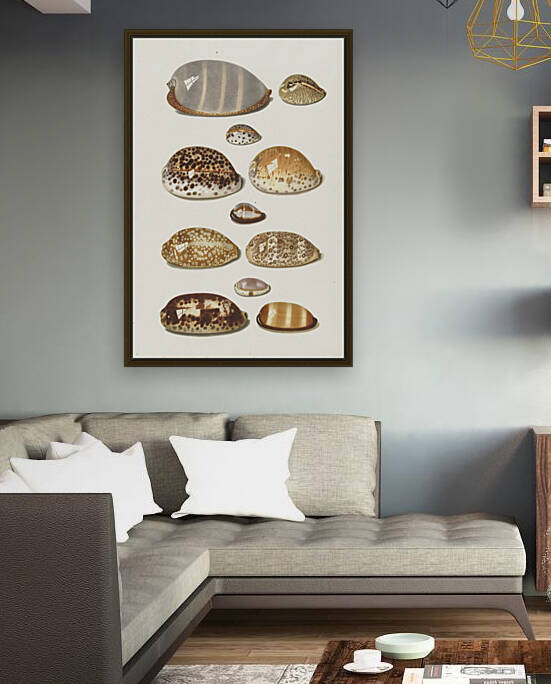 Johann Gustav Hoch Cowrie Shells 2 ca 1779 by TOPARTGALLERY