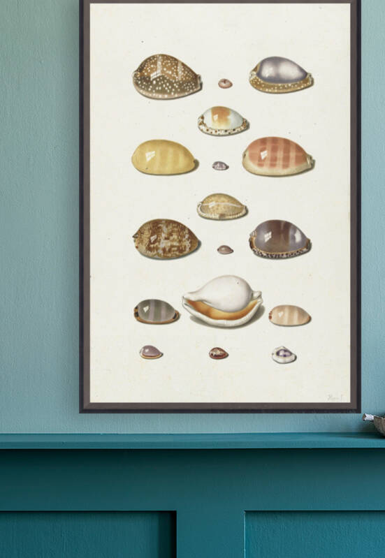 Johann Gustav Hoch Cowry Shells ca 1779 by TOPARTGALLERY
