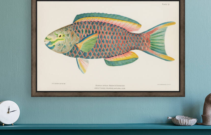 Henry Baldwin Rare Antique Tropical Fish Queen Parrot 2 1899 by TOPARTGALLERY