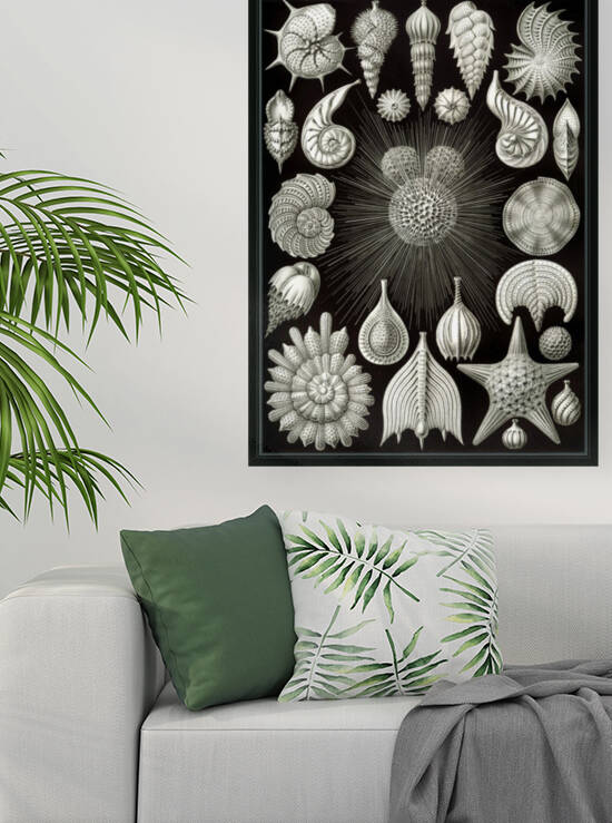 3 haeckel thalamphora Reproduction
