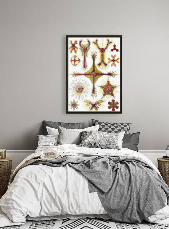 12 haeckel discoidea Reproduction