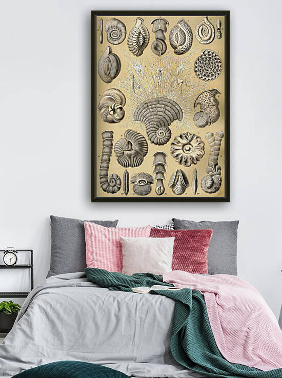 13 haeckel thalamophora by TOPARTGALLERY