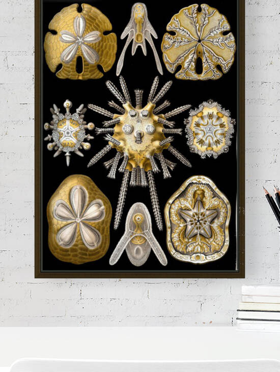 31 haeckel echinidea Reproduction