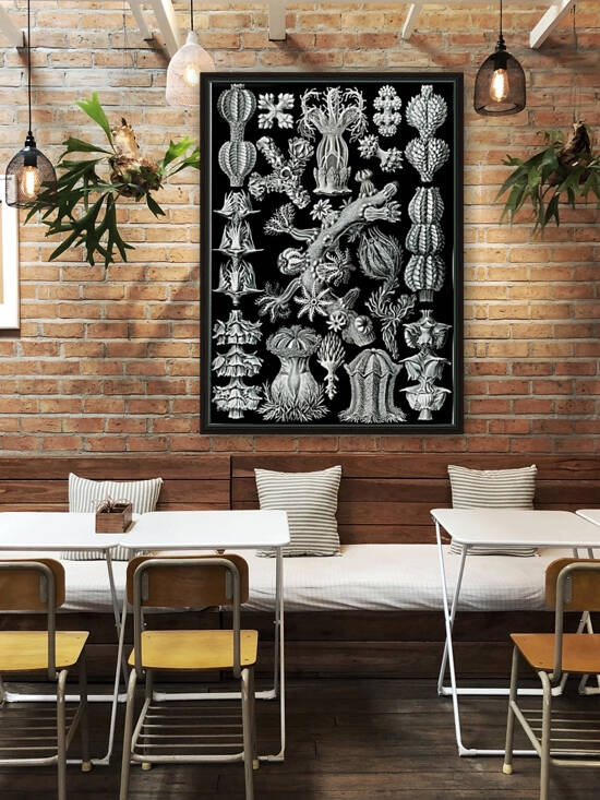 40 haeckel gorgonida Reproduction