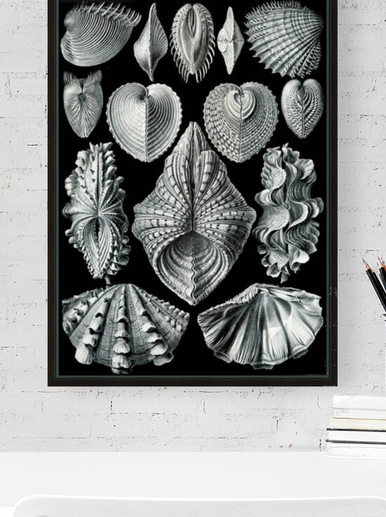 56 haeckel acephala Reproduction