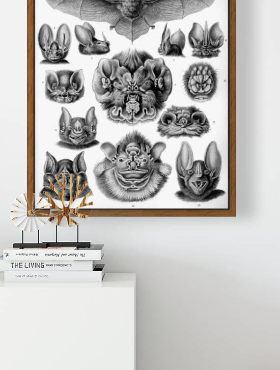 68 haeckel chiroptera by TOPARTGALLERY
