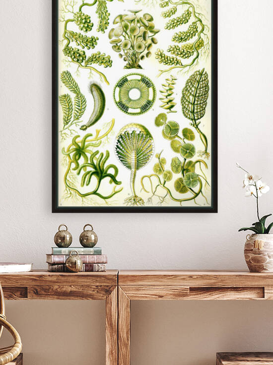 65 haeckel siphoneae Reproduction