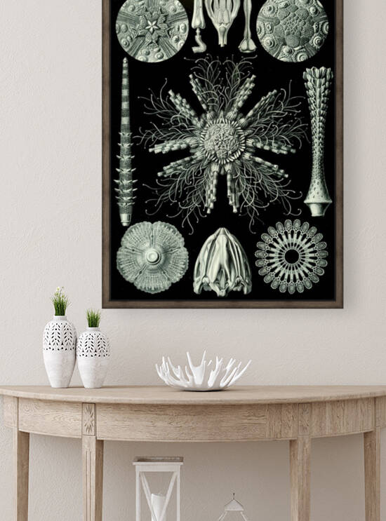 61 haeckel echinidea Reproduction