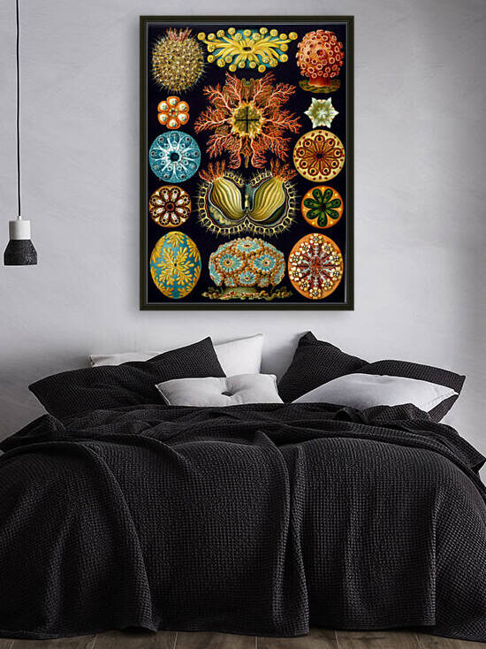 86 haeckel ascidiae Reproduction