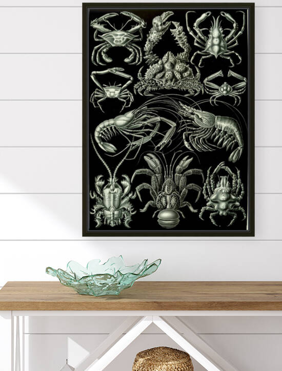 87 haeckel decapoda by TOPARTGALLERY