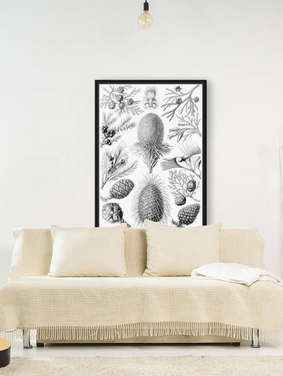 95 haeckel coniferae by TOPARTGALLERY