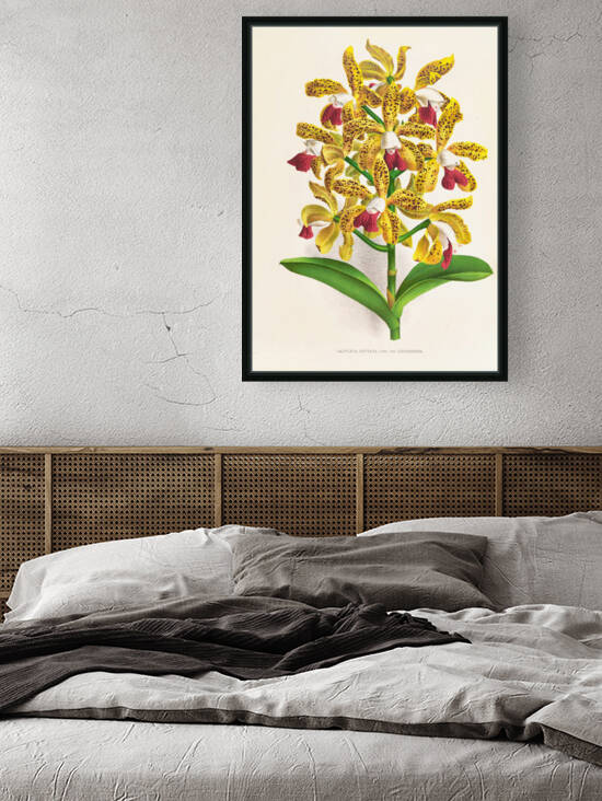 Jean Jules Linden 1885 Cattleya guttata by TOPARTGALLERY