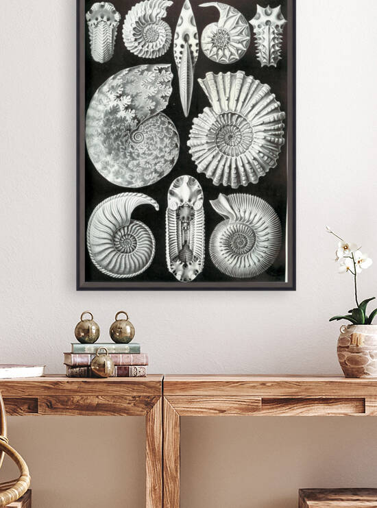 45 haeckel ammonitida by TOPARTGALLERY