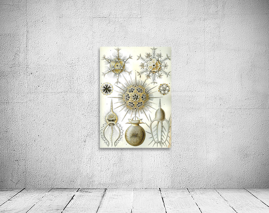 2 haeckel phaeodaria Wall Preview