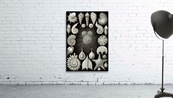 3 haeckel thalamphora Wall Preview