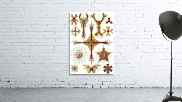12 haeckel discoidea Wall Preview