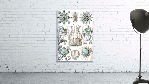 17 haeckel narcomedusae Wall Preview