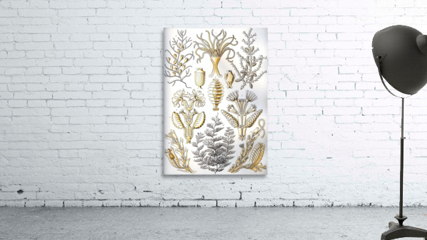 26 haeckel sertulariae Wall Preview