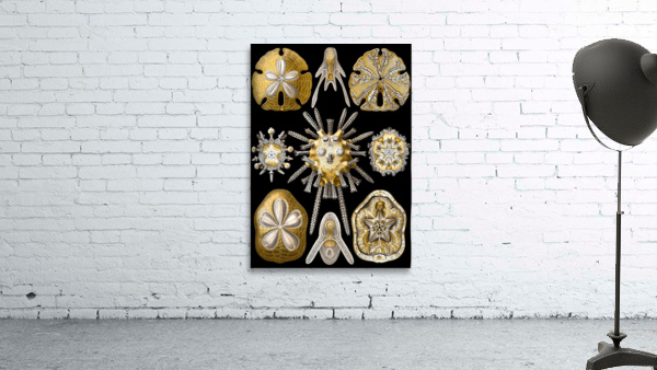 31 haeckel echinidea Wall Preview