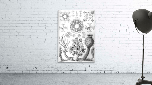 36 haeckel hexactinellae Wall Preview