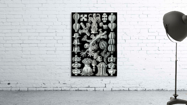 40 haeckel gorgonida Wall Preview