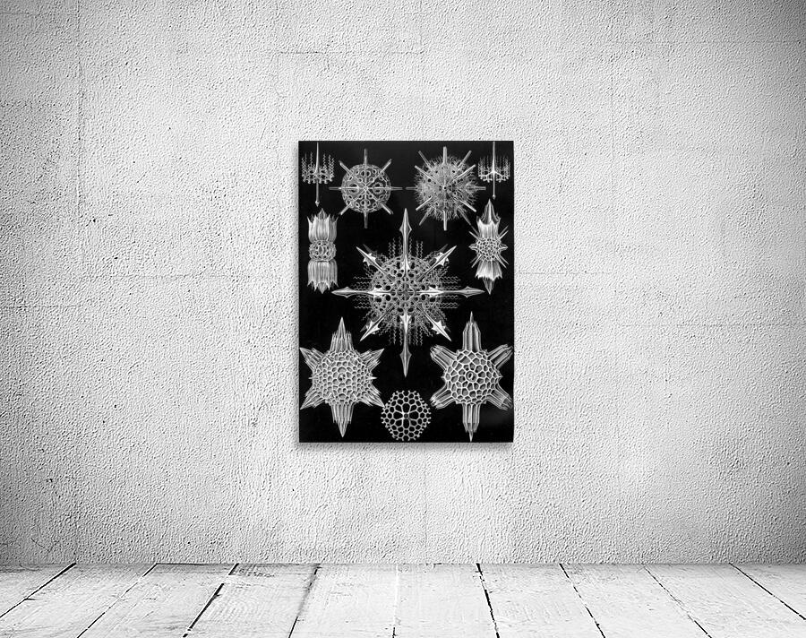42 haeckel acanthophracta Wall Preview