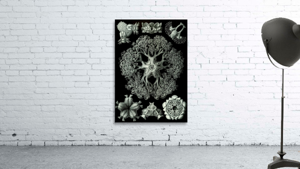 71 haeckel ophiodea Wall Preview