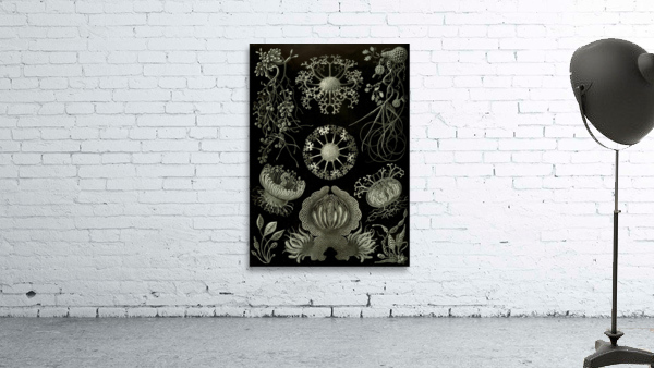74 haeckel ascomycetes Wall Preview