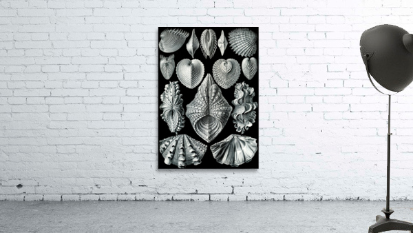 56 haeckel acephala Wall Preview