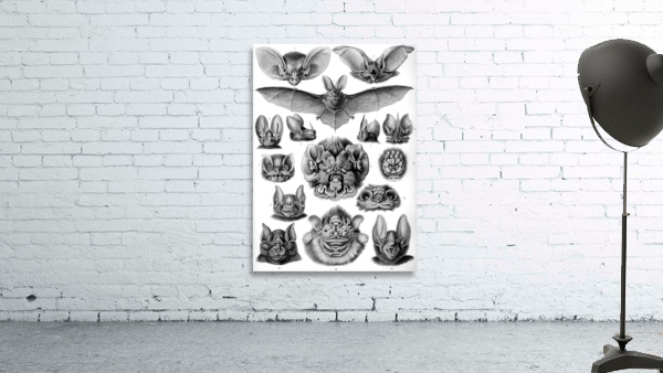 68 haeckel chiroptera Wall Preview