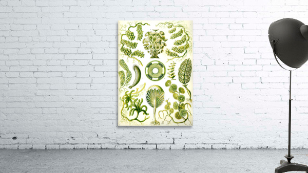 65 haeckel siphoneae Wall Preview