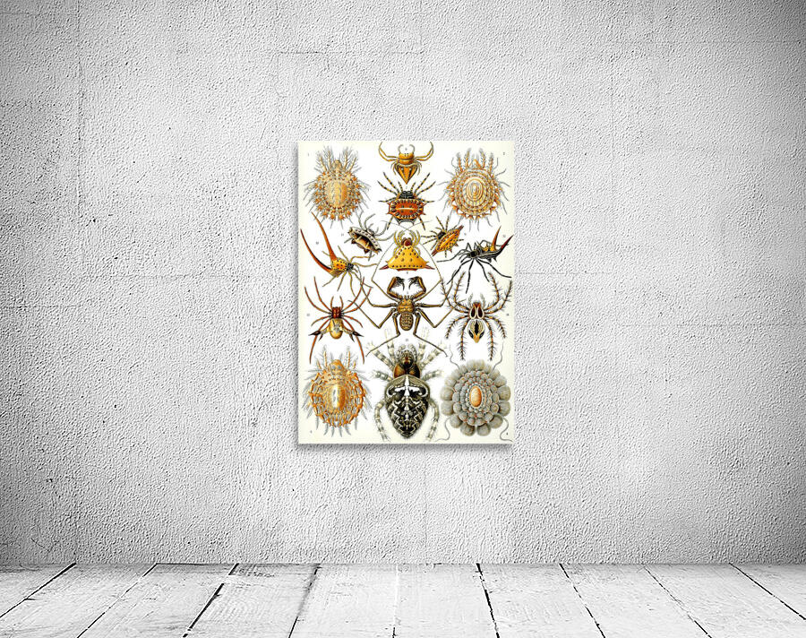 67 haeckel arachnida Wall Preview