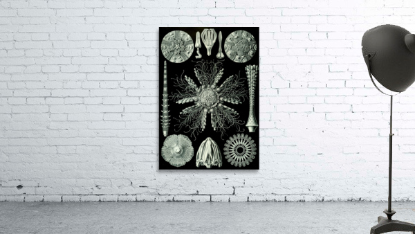 61 haeckel echinidea Wall Preview
