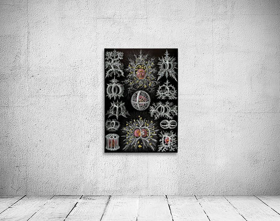 72 haeckel stephoidea Wall Preview