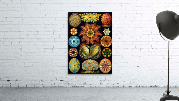 86 haeckel ascidiae Wall Preview