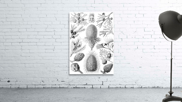 95 haeckel coniferae Wall Preview