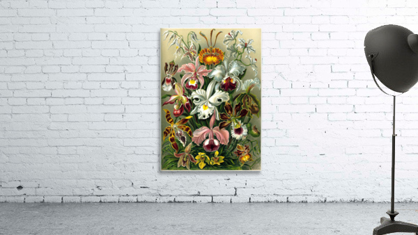 75 haeckel orchidae Wall Preview
