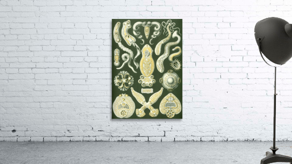 76 haeckel platodes  Wall Preview
