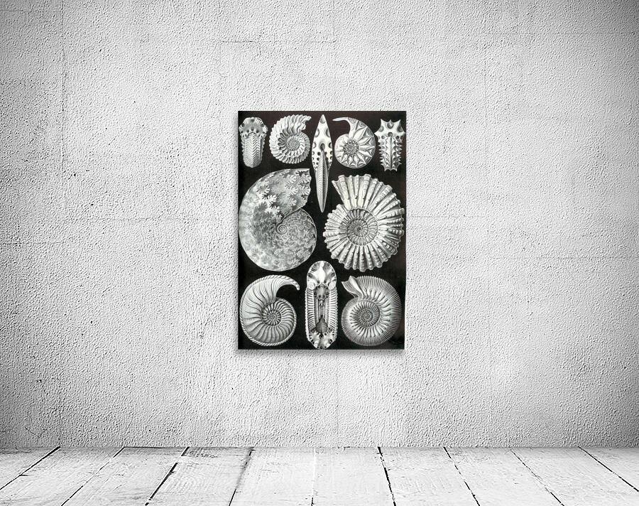 45 haeckel ammonitida Wall Preview